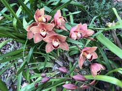 llff_orchids